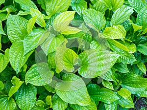 Plu (Houttuynia cordata Thunb),Vegetables and herbs, medicinal s