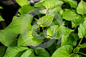 Plu Kaow herbs plant leaves