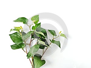 Plu Kaow leaf (Houttuynia cordata Thunb.) isolated on white background,Selective focus