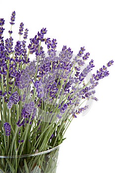 Plucked lavender in glass vase