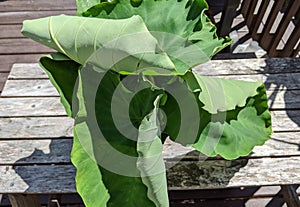 Plucked Yam leaves in the summer seaon