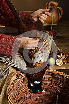 Plucking dead pheasant