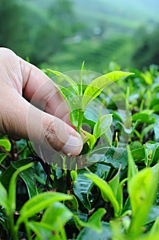 Plucking tea leaf