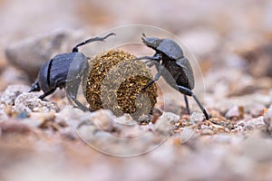 plugging dung beetles solving problems