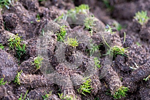 Plugs of soil removed from golf course photo