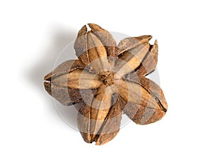 Plukenetia volubilis, commonly known as sacha inchi, sacha peanut, mountain peanut. Dried fruit isolated