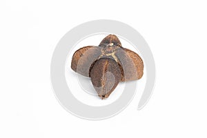 Plukenetia volubilis or sacha inchi peanut seed isolated on white background