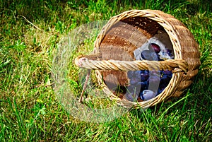 Plum basket grass