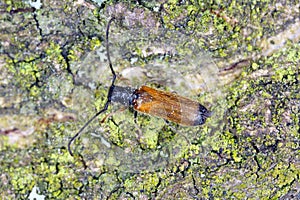 Plum beetle Tetrops praeustus Cerambycidae on apricot bark. Larvae develops under the bark of the trees in orchards. photo