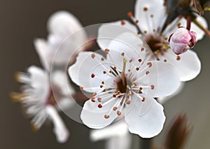 Plum Blossom