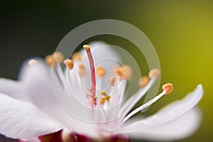 Plum blossom