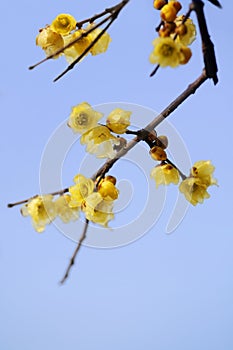 Plum blossom