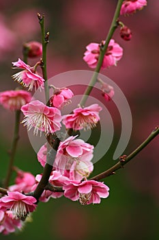 Plum blossom