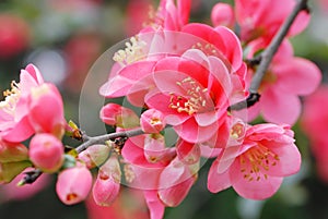 Plum blossom photo