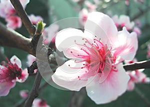 Plum Blossom