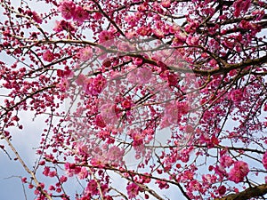 Plum Blossom