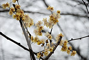 Plum blossom