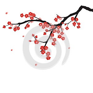 Plum blossom