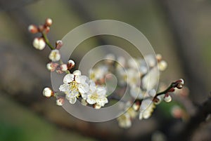 Plum Blossom