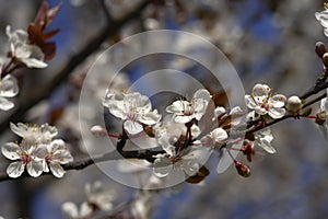 Plum blossom