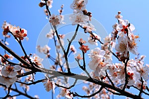 Plum Blossom