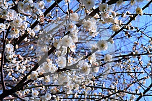 Plum Blossom