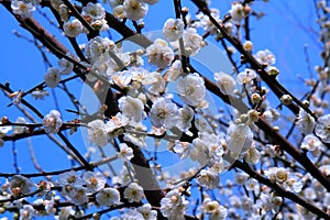 Plum Blossom