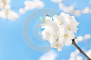 Plum in blossom