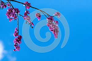 Plum blossom blue sky pink flowers