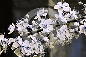 Plum Blossom Blue and White