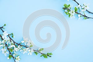 Plum blossom branch on a blue background