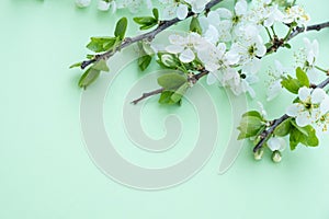 Plum blossom branch on a green background