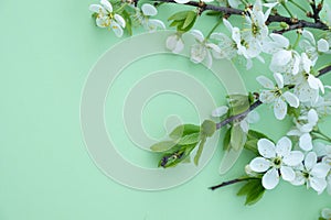 Plum blossom branch on a green background