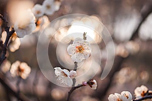 Plum blossom