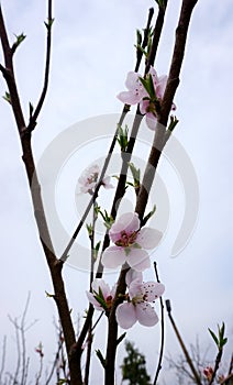 Plum blossom on a cloudy day