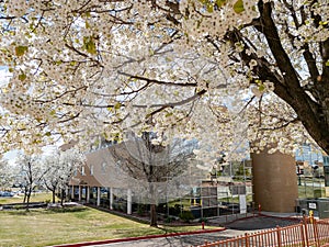 Plum blossom in the Dixie State University