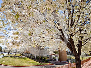 Plum blossom in the Dixie State University