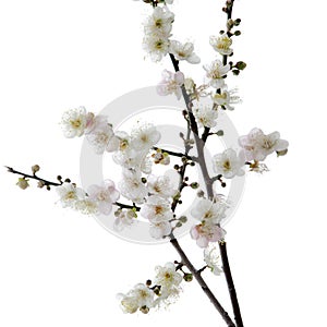 Plum blossom flower