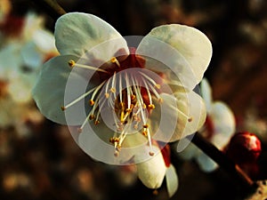 Plum blossom, flower,White plum blossom