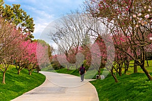 The plum blossom in full bloom in Plum Blossom Hill