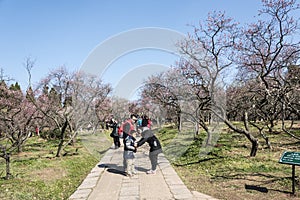 The plum blossom in full bloom in Plum Blossom Hill