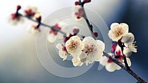 Plum blossom