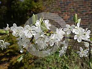 Plum blossom in garden in Burnley England