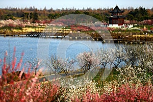 Plum blossom in the Haiwan National Forest Park