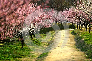 Plum blossom in the Haiwan National Forest Park