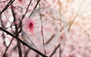 Plum Blossom in Nanjing