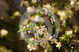 Plum blossom prunus spinosa