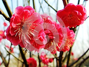 The plum blossom, The Red plum blossom,red flower, flowers