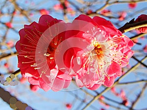 The plum blossom, The Red plum blossom,red flower, flowers