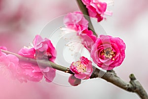 Plum blossom